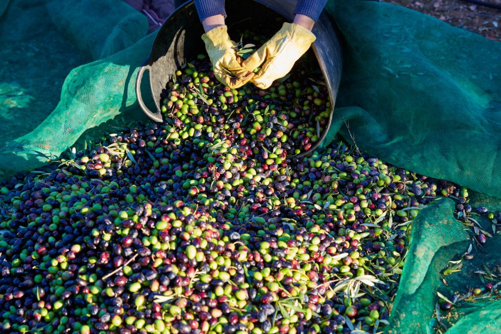 Sicilian Olive Harvest