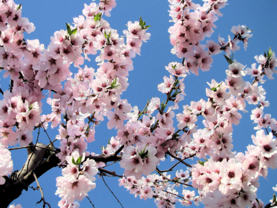 Visiting Agrigento: The Almond Blossom Festival 