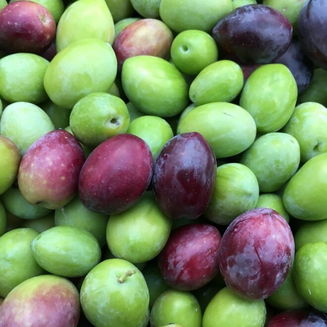 Biancolilla Olive, Sicily