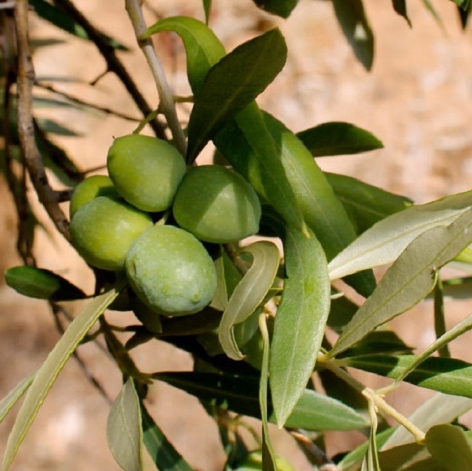 Carolea Olive, Sicily