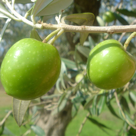Cerasuola Olive, Sicily